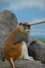 A Patas Monkey