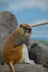 A Patas Monkey