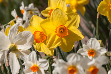 Obraz na płótnie Canvas Daffodil white and yellow