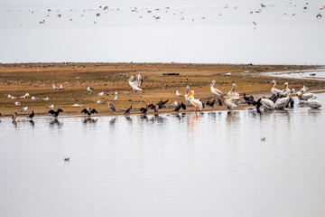 Cormorants, Dalmatian pelicans, Great white pelicans, a gray heron and seagulls at Lake Kerkini in winter