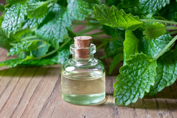 A bottle of melissa essential oil with fresh melissa twigs