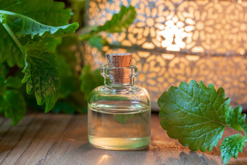 A bottle of melissa essential oil with melissa twigs