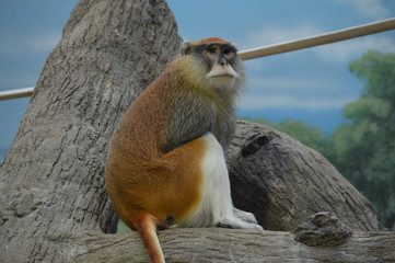 A Patas Monkey