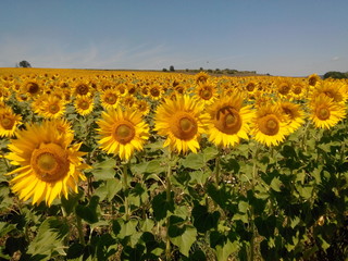 Подсолнухи