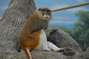 A Patas Monkey
