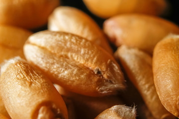 Grains of wheat macro background
