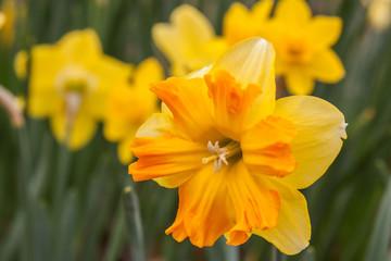 daffodil with group behind