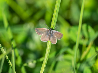 Small blue butterfly ( Cupido minimus )