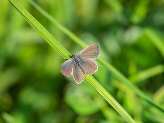 Small blue butterfly ( Cupido minimus )