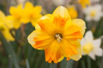 daffodil grouping