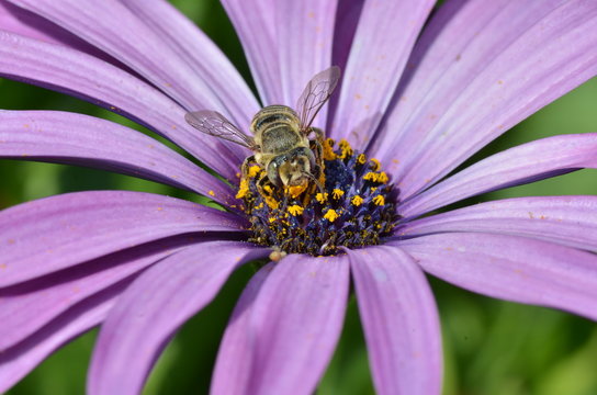 Biene und Bl&uuml;mchen
