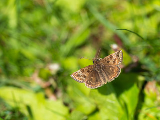 Dingy Skipper Butterfly ( Erynnis tages )