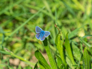 Common blue butterfly (Polyommatus icarus)