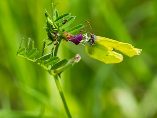 Brimstone Butterfly ( Gonepteryx rhamni ) on a plant.