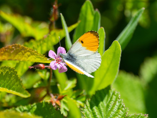 Orange tip butterfly, Anthocharis cardamines