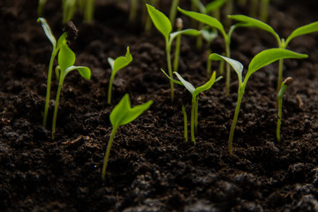 A young green paper seedlings sprouts grow-up from the ground