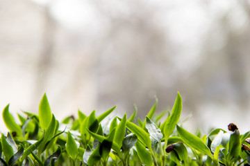 Young green sprout in springtime, closeup with copyspace.