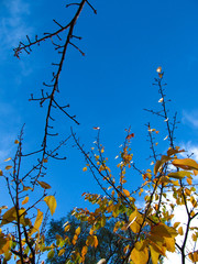 Sky and branches