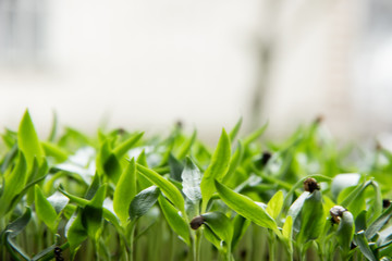 Young green sprout with seeds on the tips of leaves, closeup with copyspace.