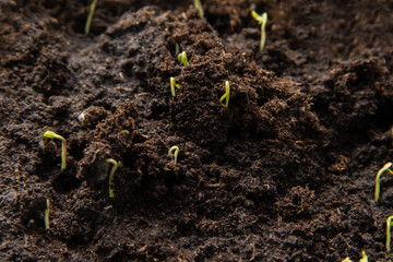 Wery young green paper seedlings sprouts is growing-up from the ground