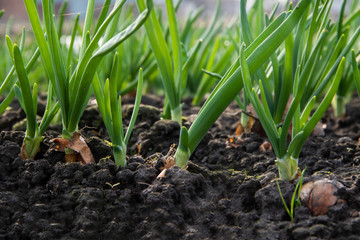 Young green spring shoots of green onion in the garden