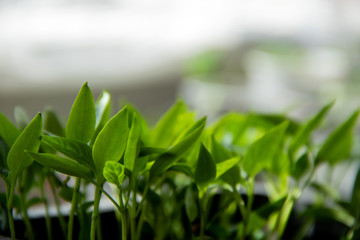 Plantation of young green sprouts, closeup with copyspace.