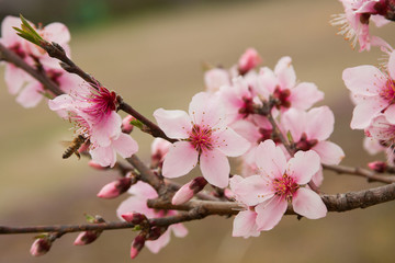 Fototapeta na wymiar peach blossom with bee
