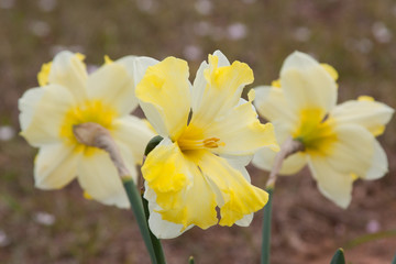 daffodil trio