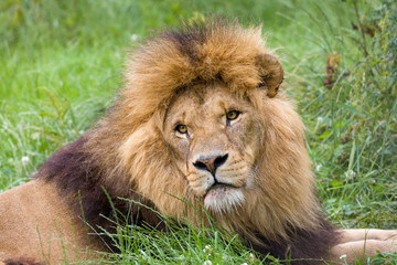 Fototapeta na wymiar African male lion