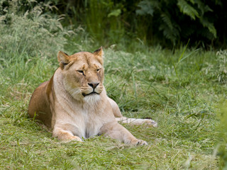 Obraz na płótnie Canvas Relaxing African lioness