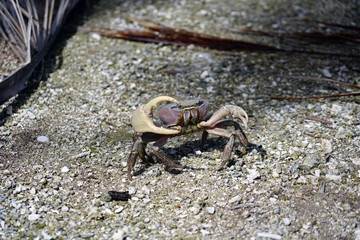 A grey mud crab on sandy land in Bora Bora, French Polynesia
