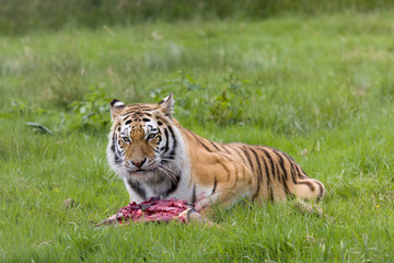 Fototapeta na wymiar Endangered Amur tiger