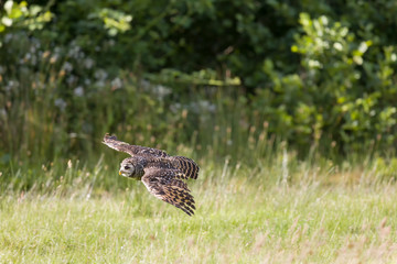South American Chaco owl flying low