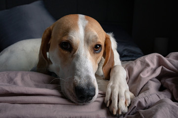 Fototapeta premium Chien qui vet sortir