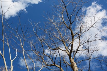 Winter blue sky white clouds and trees