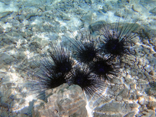 Underwater view of black sea urchin with long spikes in the Bora Bora lagoon in French Polynesia