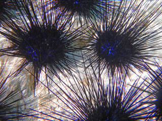 Underwater view of black sea urchin with long spikes in the Bora Bora lagoon in French Polynesia