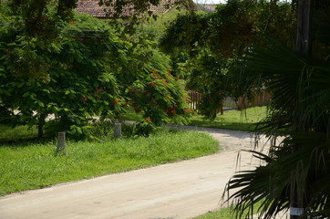 Obraz premium The path