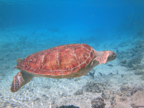 Underwater View Of A Tropical Sea Turtle In The Bora Bora Lagoon, French Polynesia