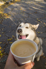 dog with coffee in the Park in autumn
