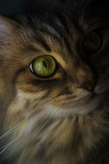 cat's eye close up