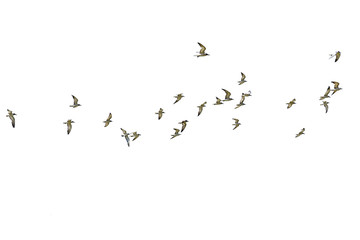 Flock of seagulls isolated on white background. - Powered by Adobe