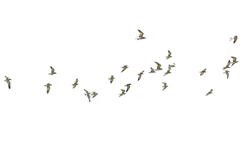 Keuken spatwand met foto Flock of seagulls isolated on white background. © Lina