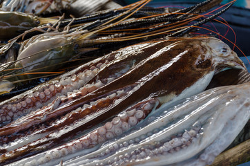  Fresh uncut octopus on the market. Seafood counter in Sri Lanka.