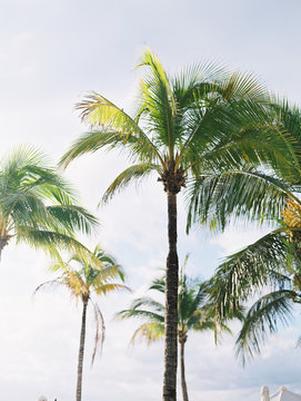 palm trees on beach