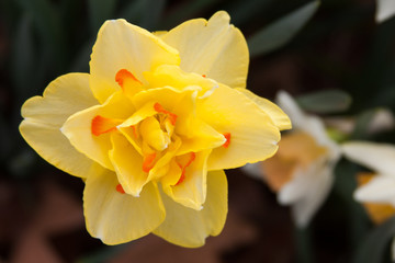 daffodil