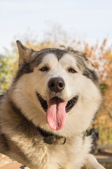 Malamute for a walk in the autumn Park