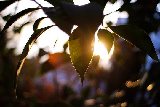 riflesso di sole sulle foglie