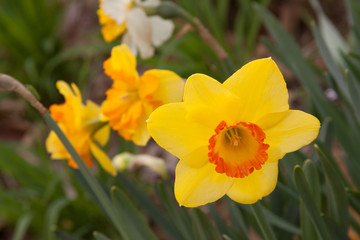 Obraz na płótnie Canvas daffodil flowers