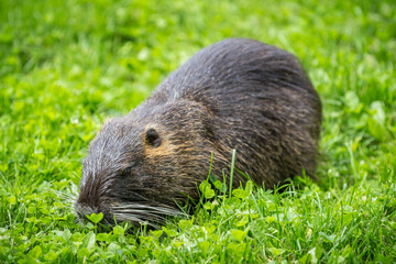 Adult beaver eating a plant. Beaver in a lake. Beaver in water in the evening.